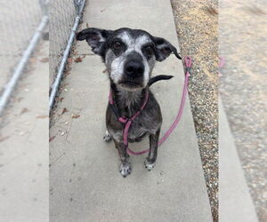 Labrador Retriever-Unknown Mix Dogs for adoption in Palmetto, FL, USA
