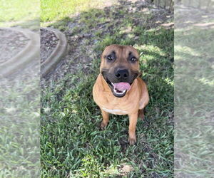Mutt Dogs for adoption in St. Augustine, FL, USA