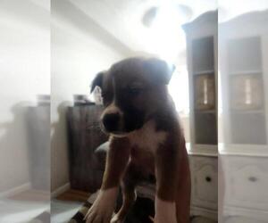 Mutt Dogs for adoption in Calgary, Alberta, Canada