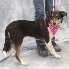 Collie-Unknown Mix Dogs for adoption in Garfield Heights, OH, USA