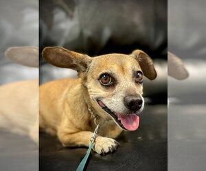 Chihuahua Dogs for adoption in San Andreas, CA, USA