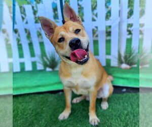Shiba Inu-Unknown Mix Dogs for adoption in Long Beach, CA, USA