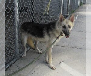 German Shepherd Dog Dogs for adoption in Louisville, KY, USA