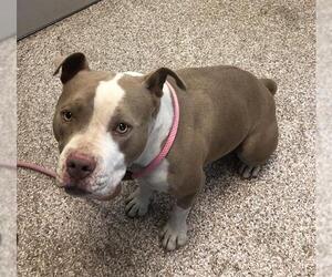 American Pit Bull Terrier Dogs for adoption in Pueblo, CO, USA