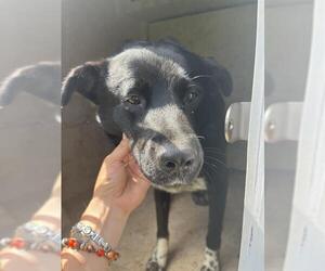 Border Collie-Unknown Mix Dogs for adoption in Oklahoma City, OK, USA