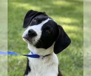 Labrador Retriever-Unknown Mix Dogs for adoption in Yardley, PA, USA
