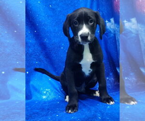 Labrador Retriever-Unknown Mix Dogs for adoption in Wetumpka, AL, USA
