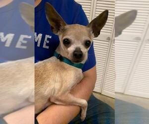 Chihuahua Dogs for adoption in Fargo, ND, USA