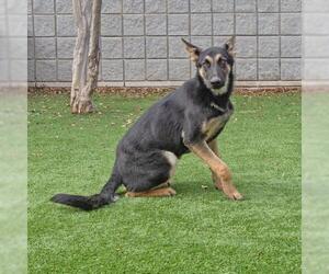 Medium Photo #1 German Shepherd Dog Puppy For Sale in Rowlett, TX, USA