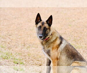 Mutt Dogs for adoption in LOGANVILLE, GA, USA