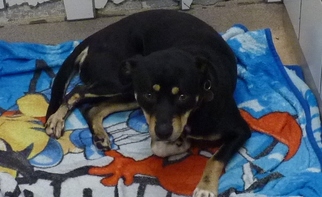 Boxweiler Dogs for adoption in Zanesville, OH, USA