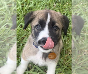 Labrador Retriever-Unknown Mix Dogs for adoption in Royal Palm Beach, FL, USA