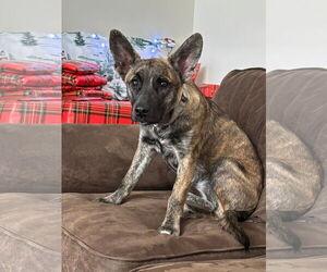 Medium Photo #1 Shepradors Puppy For Sale in Alexander, AR, USA