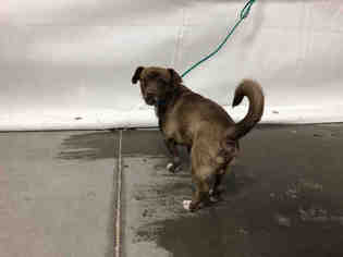 Chug Dogs for adoption in Las Vegas, NV, USA