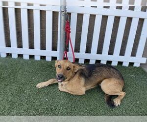 German Shepherd Dog Dogs for adoption in Modesto, CA, USA