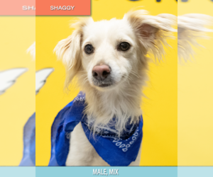 Chihuahua Dogs for adoption in Studio City, CA, USA