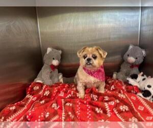 Brussels Griffon Dogs for adoption in Orange, CA, USA