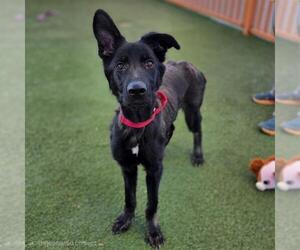 German Shepherd Dog-Unknown Mix Dogs for adoption in Las Vegas, NV, USA