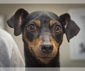 Miniature Pinscher Dogs for adoption in Ojai, CA, USA