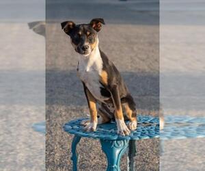 Rat Terrier Dogs for adoption in Canyon Country, CA, USA