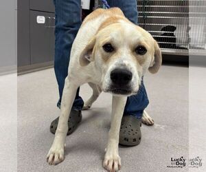 Labrador Retriever-Retriever  Mix Dogs for adoption in Washington, DC, USA