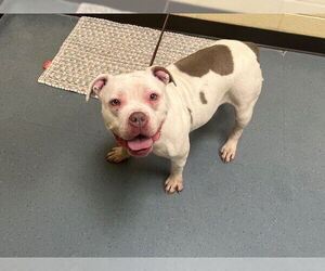 American Bulldog Dogs for adoption in Denver, CO, USA