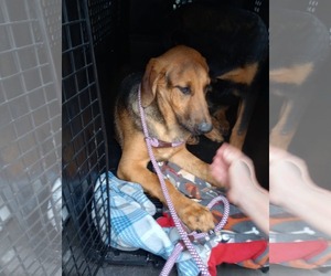 Doberman Pinscher-German Shepherd Dog Mix Dogs for adoption in Frenchburg, KY, USA