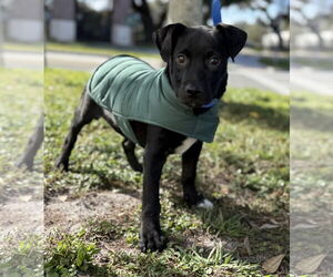 Labrador Retriever-Unknown Mix Dogs for adoption in Sanford, FL, USA
