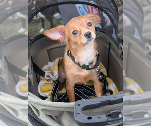 Chihuahua-Unknown Mix Dogs for adoption in Raleigh, NC, USA