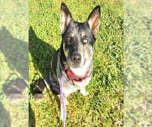 Siberian Husky-Unknown Mix Dogs for adoption in Sacramento, CA, USA