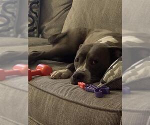 American Staffordshire Terrier Dogs for adoption in San Antonio, TX, USA
