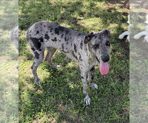 Great Dane Dogs for adoption in Bullard, TX, USA