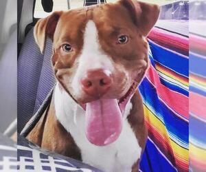 American Pit Bull Terrier Dogs for adoption in Cypress, TX, USA