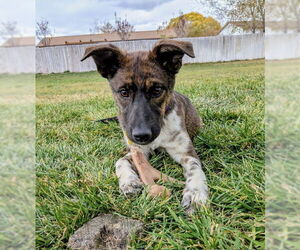 Mutt Dogs for adoption in Sandy, UT, USA