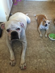 Olde Bulldog Dogs for adoption in Beverly Hills, CA, USA