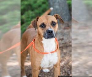 Boxador Dogs for adoption in Washington, DC, USA