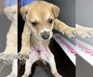 Black Mouth Cur-Unknown Mix Dogs for adoption in Houston, TX, USA