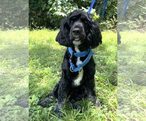 Cocker Spaniel-Poodle (Miniature) Mix Dogs for adoption in Wetumpka, AL, USA