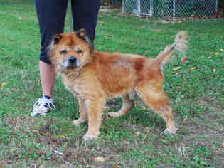 Chow Chow Dogs for adoption in Louisville, KY, USA