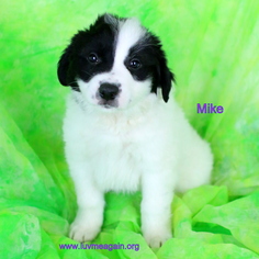 Medium Photo #1 Border Collie-Unknown Mix Puppy For Sale in Bloomington, MN, USA