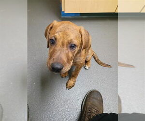 Plott Hound Dogs for adoption in Corpus Christi, TX, USA