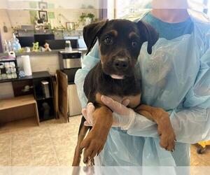 Rottweiler-Unknown Mix Dogs for adoption in Raleigh, NC, USA