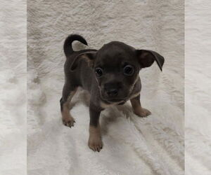 Rat-Cha Dogs for adoption in St. Louis Park, MN, USA