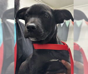 American Pit Bull Terrier-Labrador Retriever Mix Dogs for adoption in San Bernardino, CA, USA