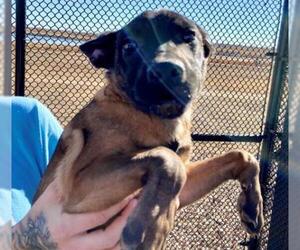 Mutt Dogs for adoption in Brighton, CO, USA