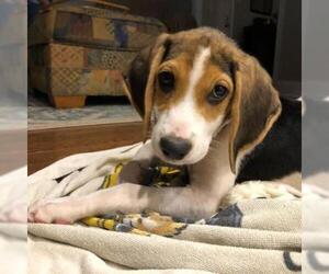 English Foxhound Dogs for adoption in Potomac, MD, USA