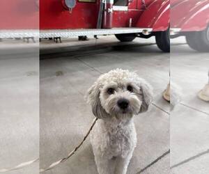 Maltese-Unknown Mix Dogs for adoption in Dallas, TX, USA