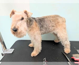Lakeland Terrier Dogs for adoption in Holly Springs, NC, USA