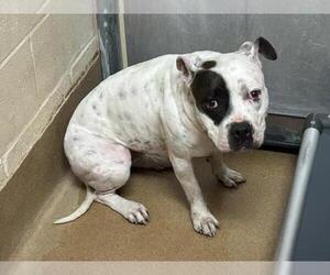 American Pit Bull Terrier Dogs for adoption in Martinez, CA, USA