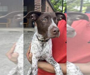 Pointer-Unknown Mix Dogs for adoption in San Antonio, TX, USA